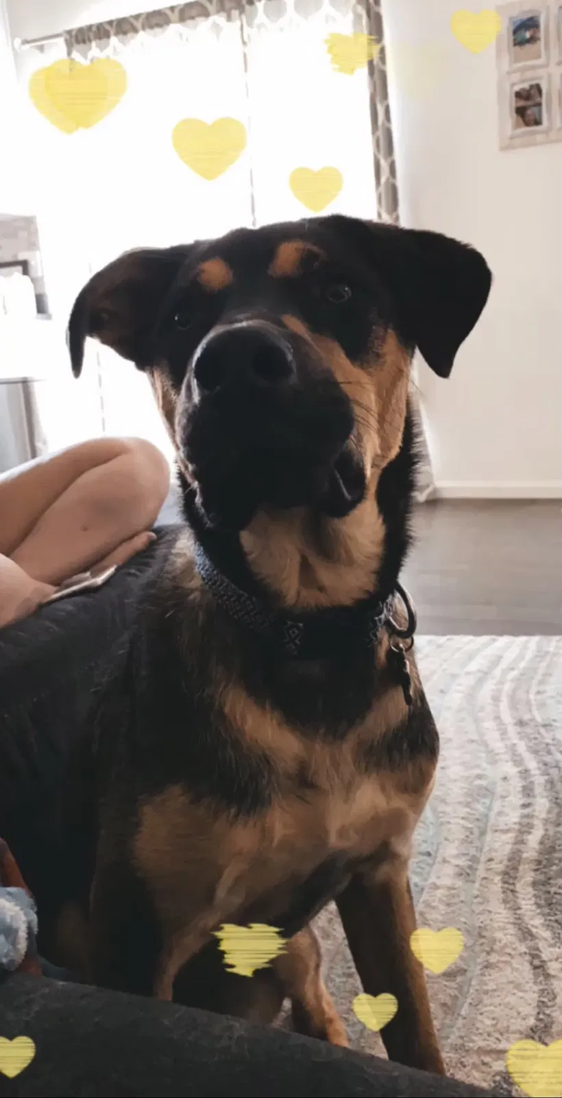Lost dog in Johnstown, CO, 80534