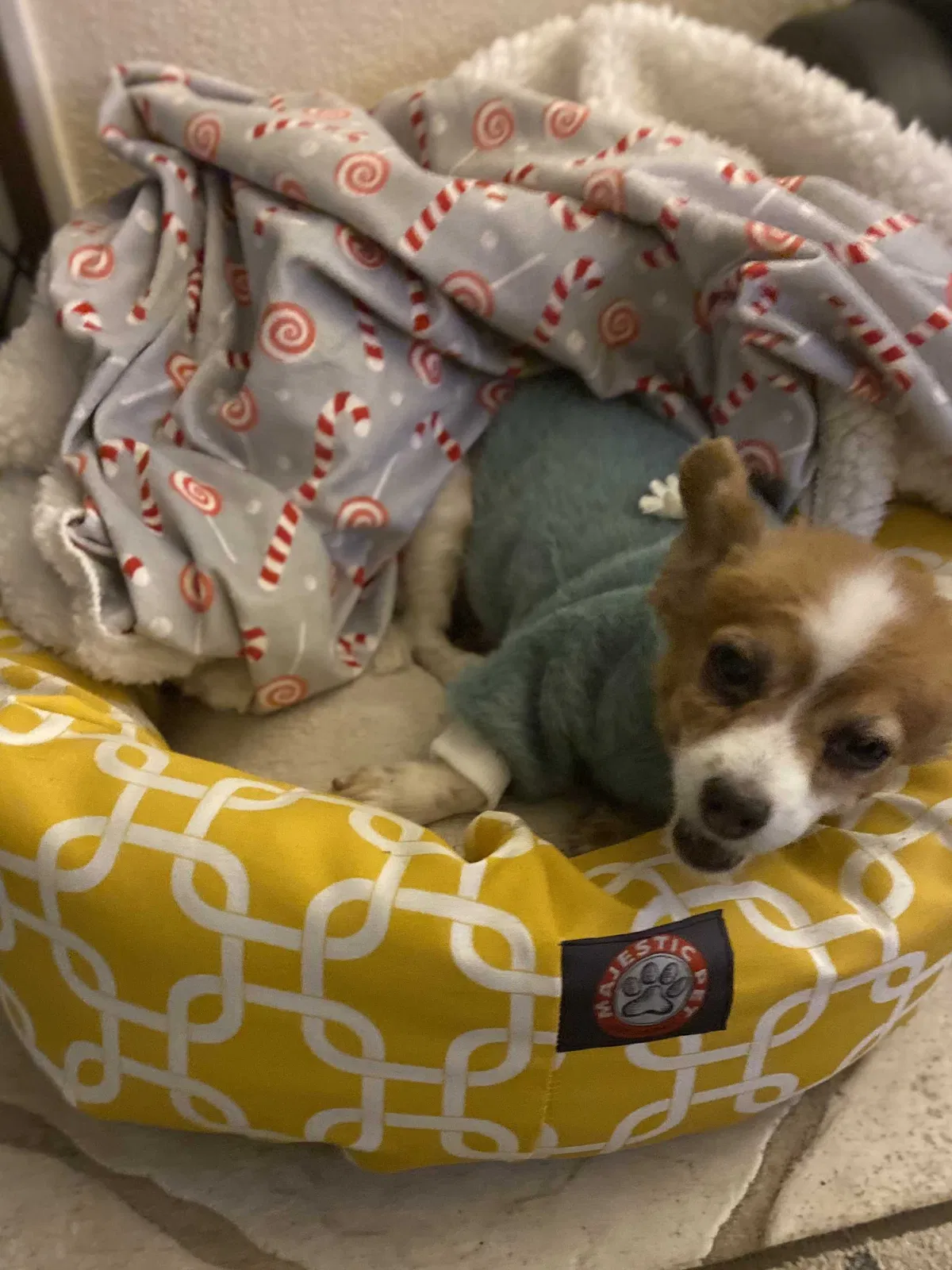 Lost dog in El Paso, TX, 79915