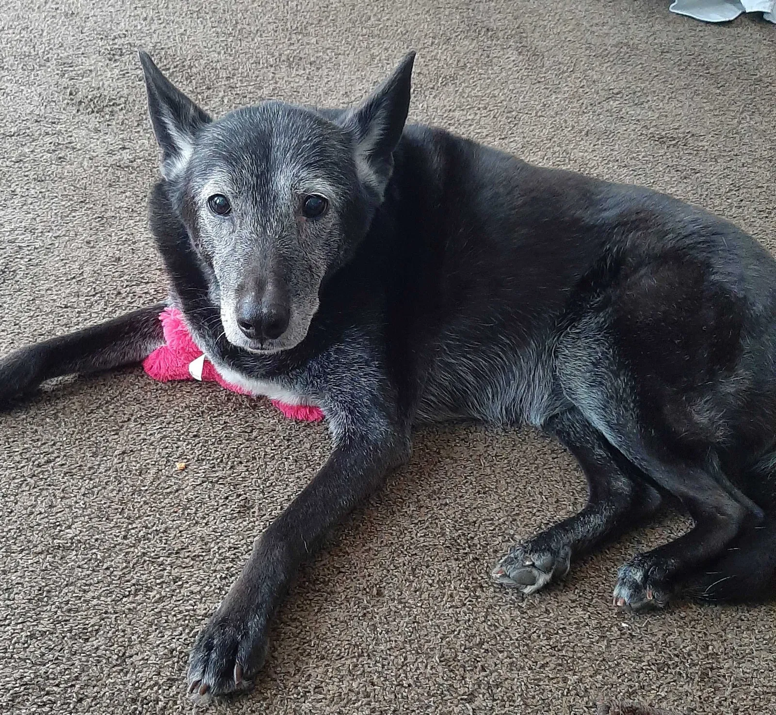 Lost dog in Stanfordville, NY, 12581