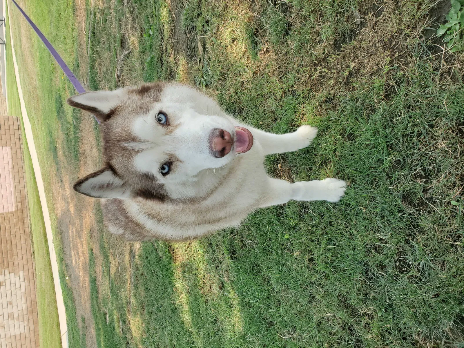 Lost dog in Bakersfield, CA, 93312