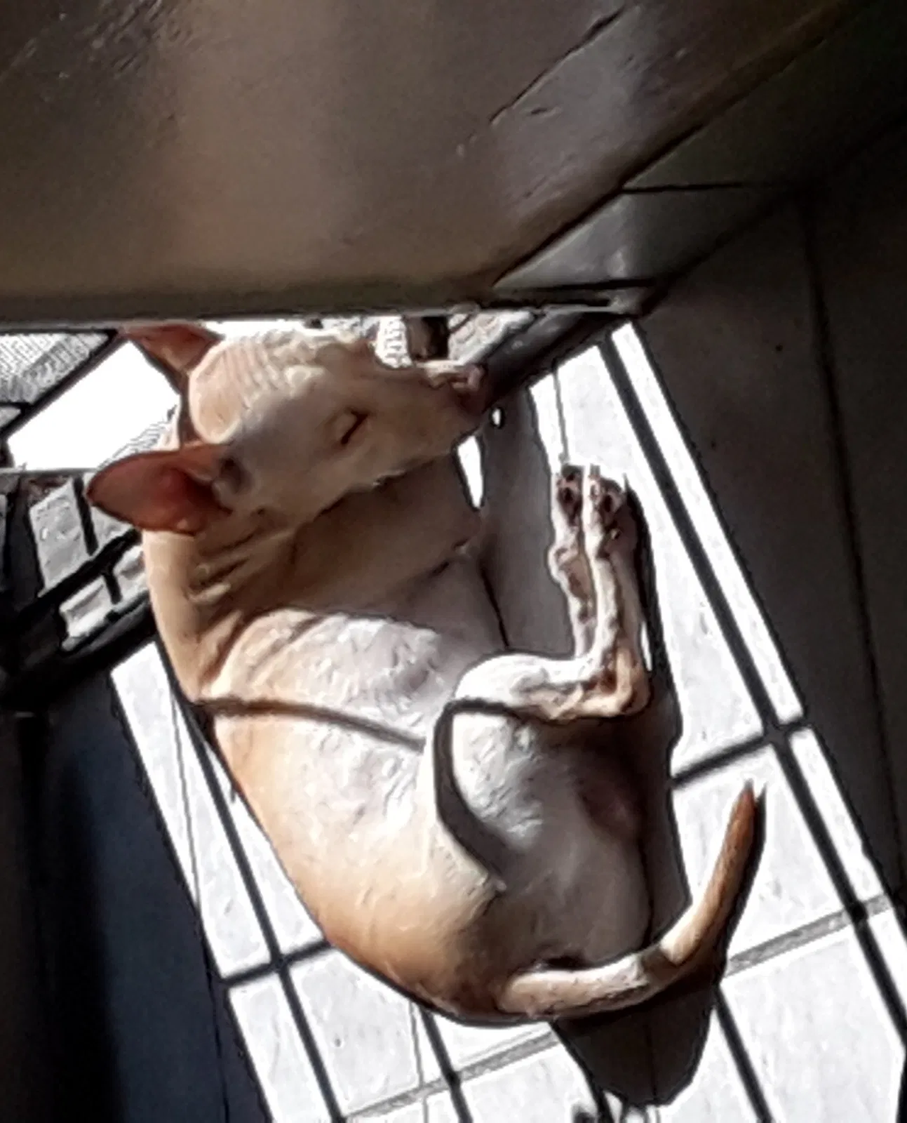 Lost dog in Santa Ana, CA, 92706