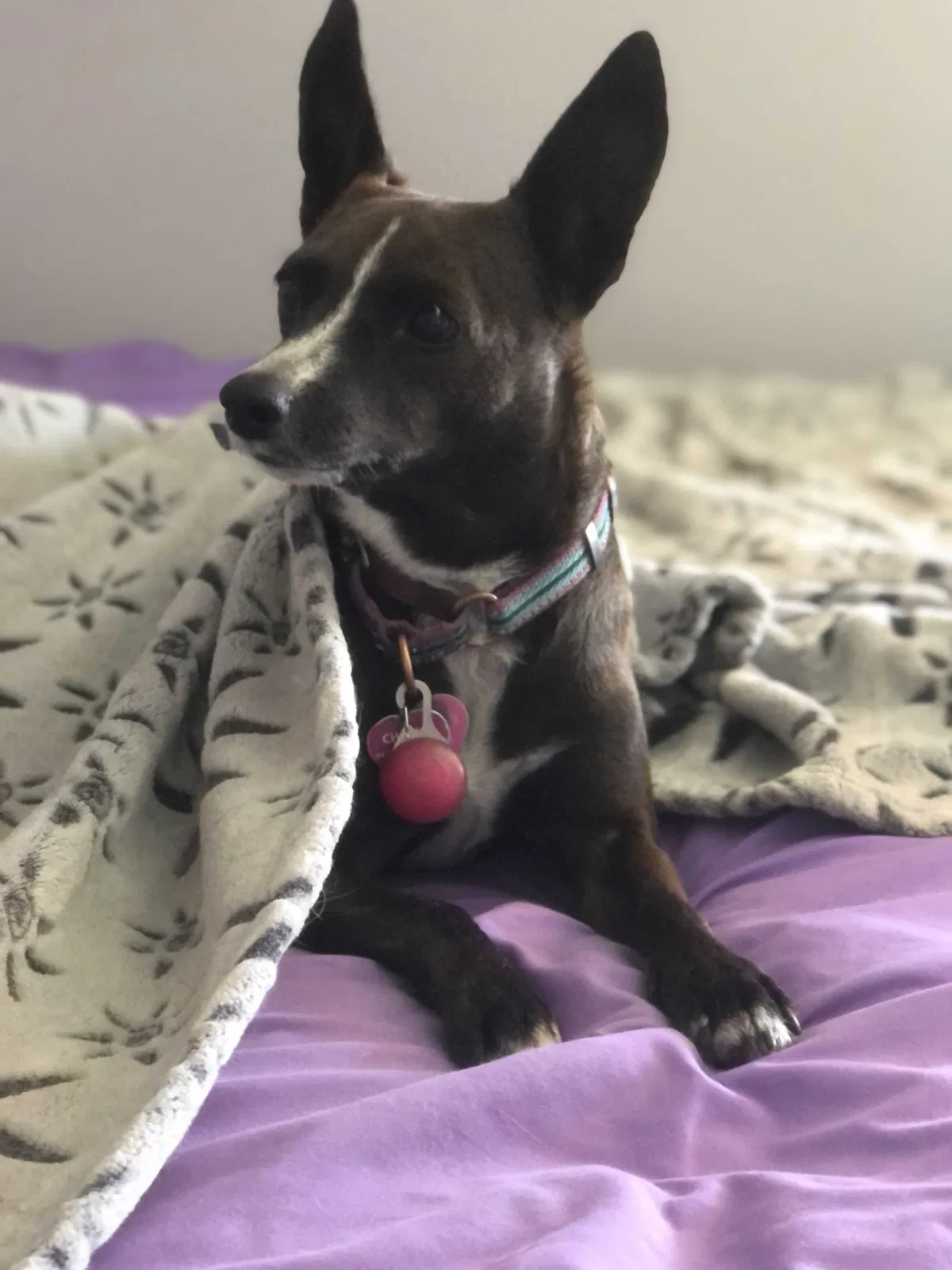 Lost dog in Glendale, AZ, 85306