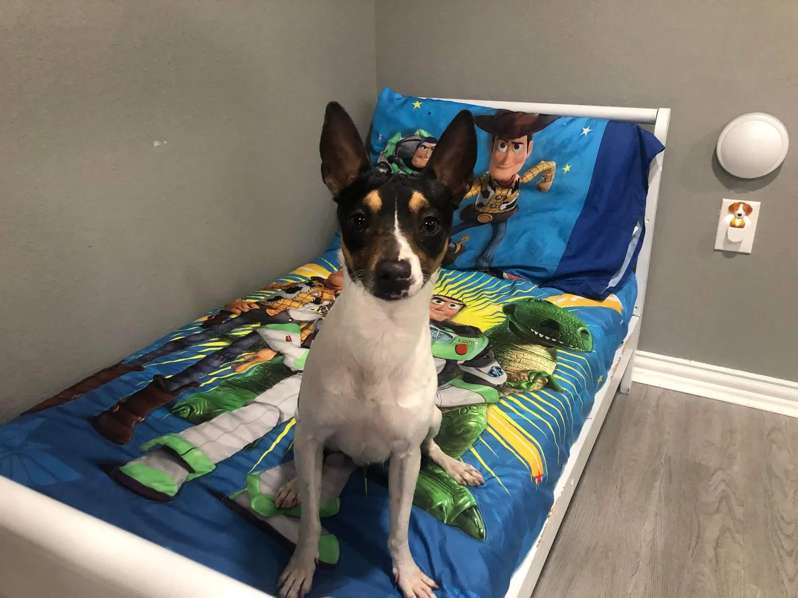 Lost dog in Houston, TX, 77093