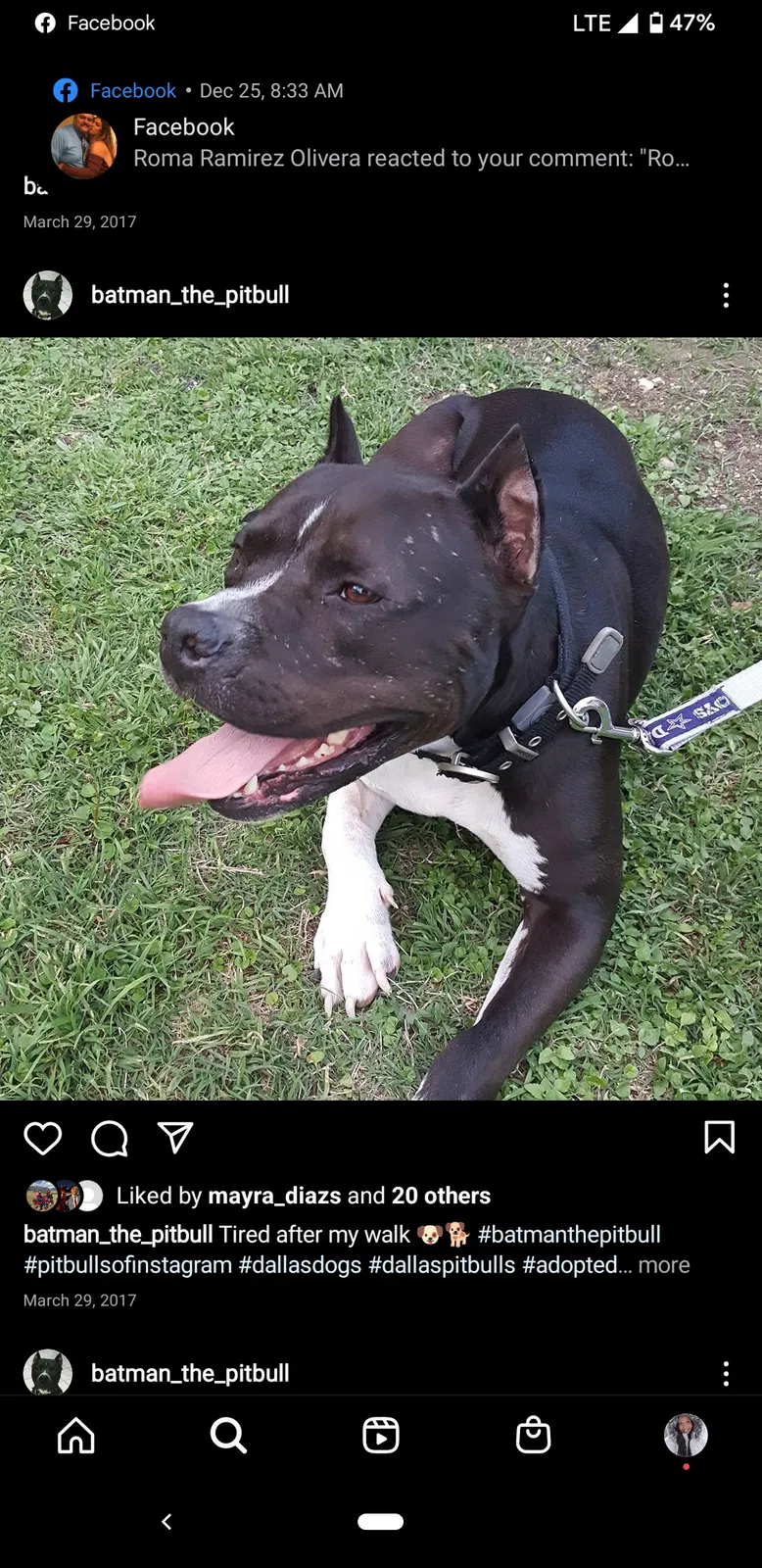 Lost dog in El Paso, TX, 79928