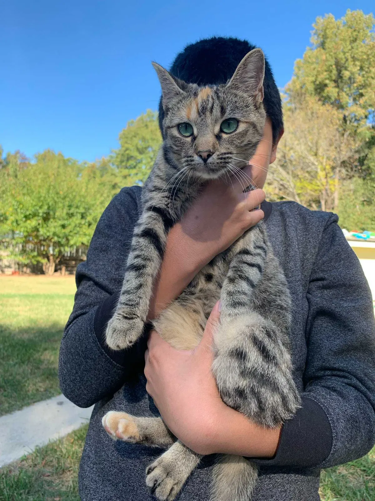 Lost cat in Charlotte, NC, 28214