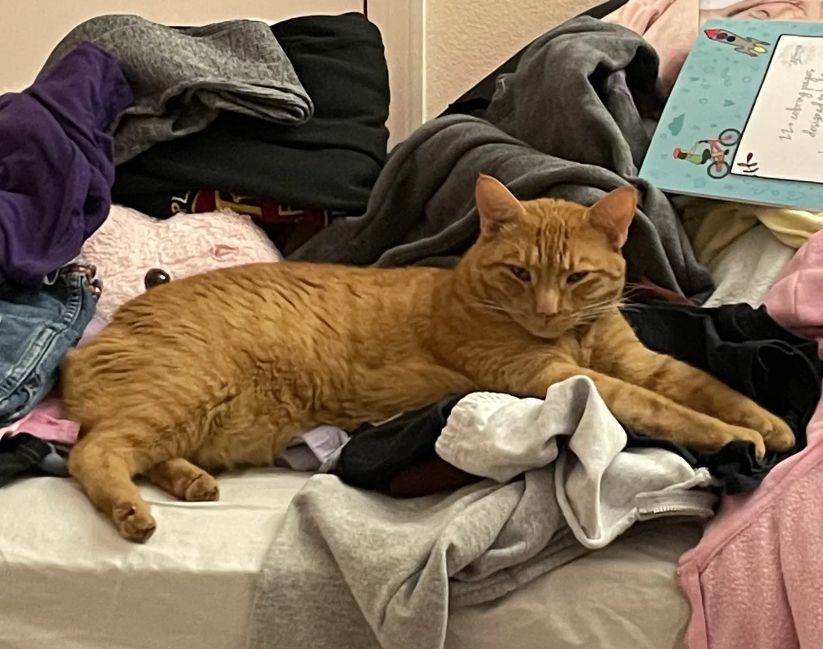 Lost cat in Oviedo, FL, 32765