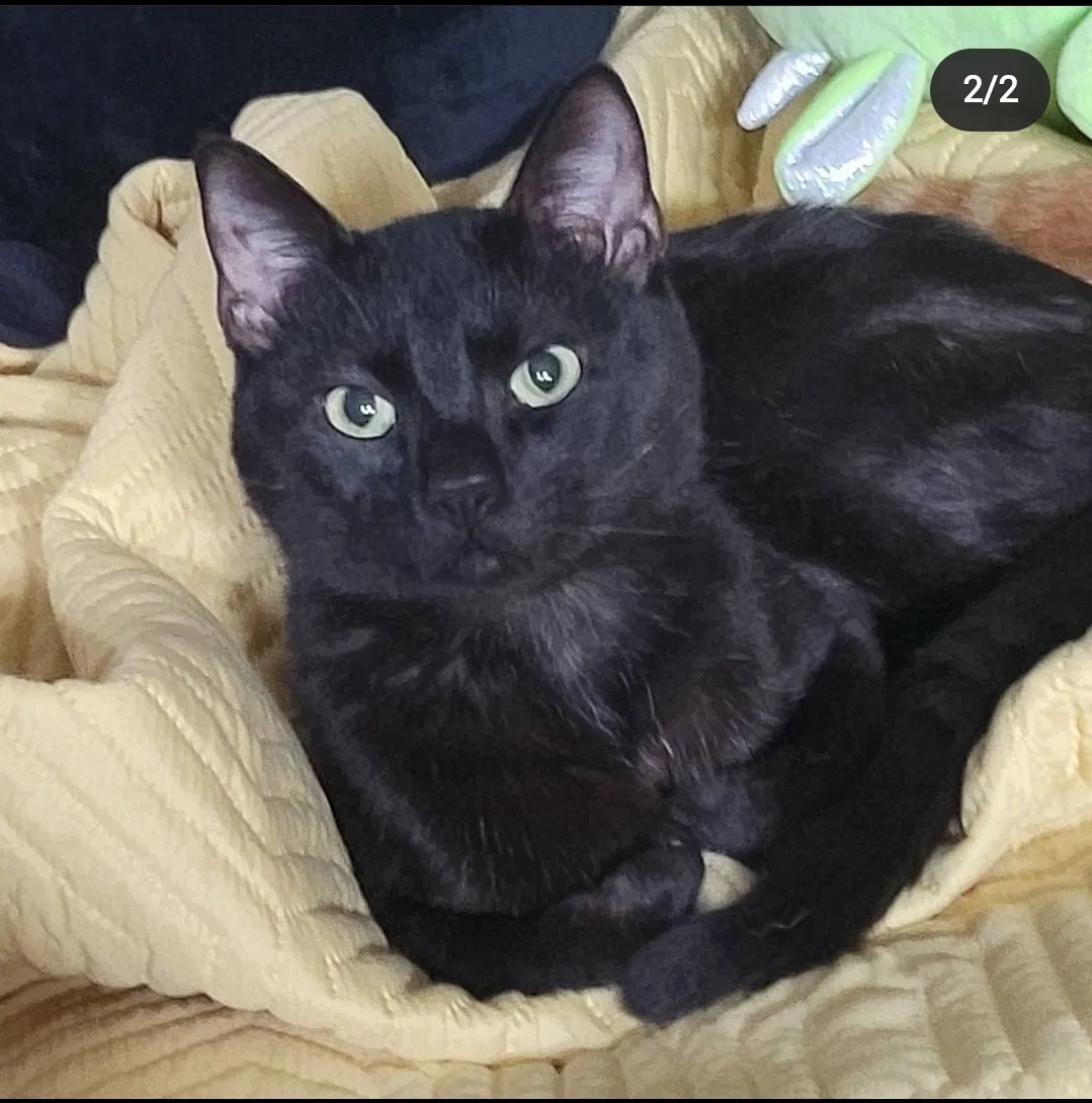 Lost cat in Dallas, TX, 75254