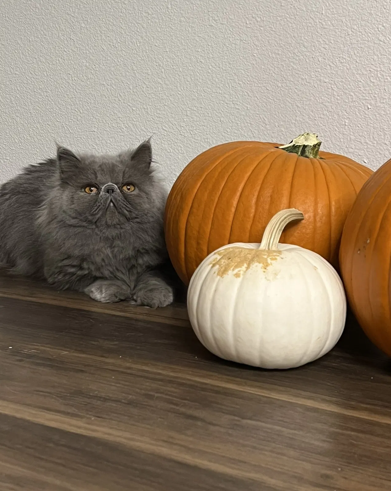 Lost cat in Brownsville, TX, 78520