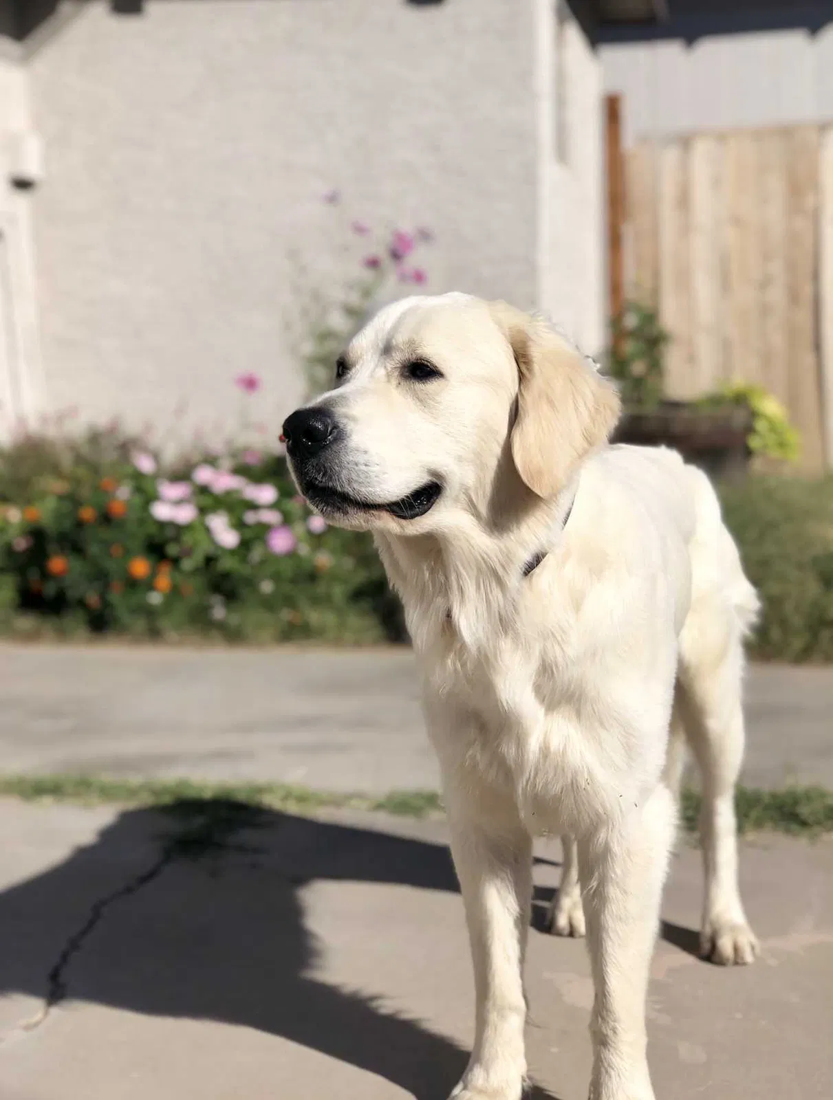 Lost dog in Goodyear, AZ, 85338
