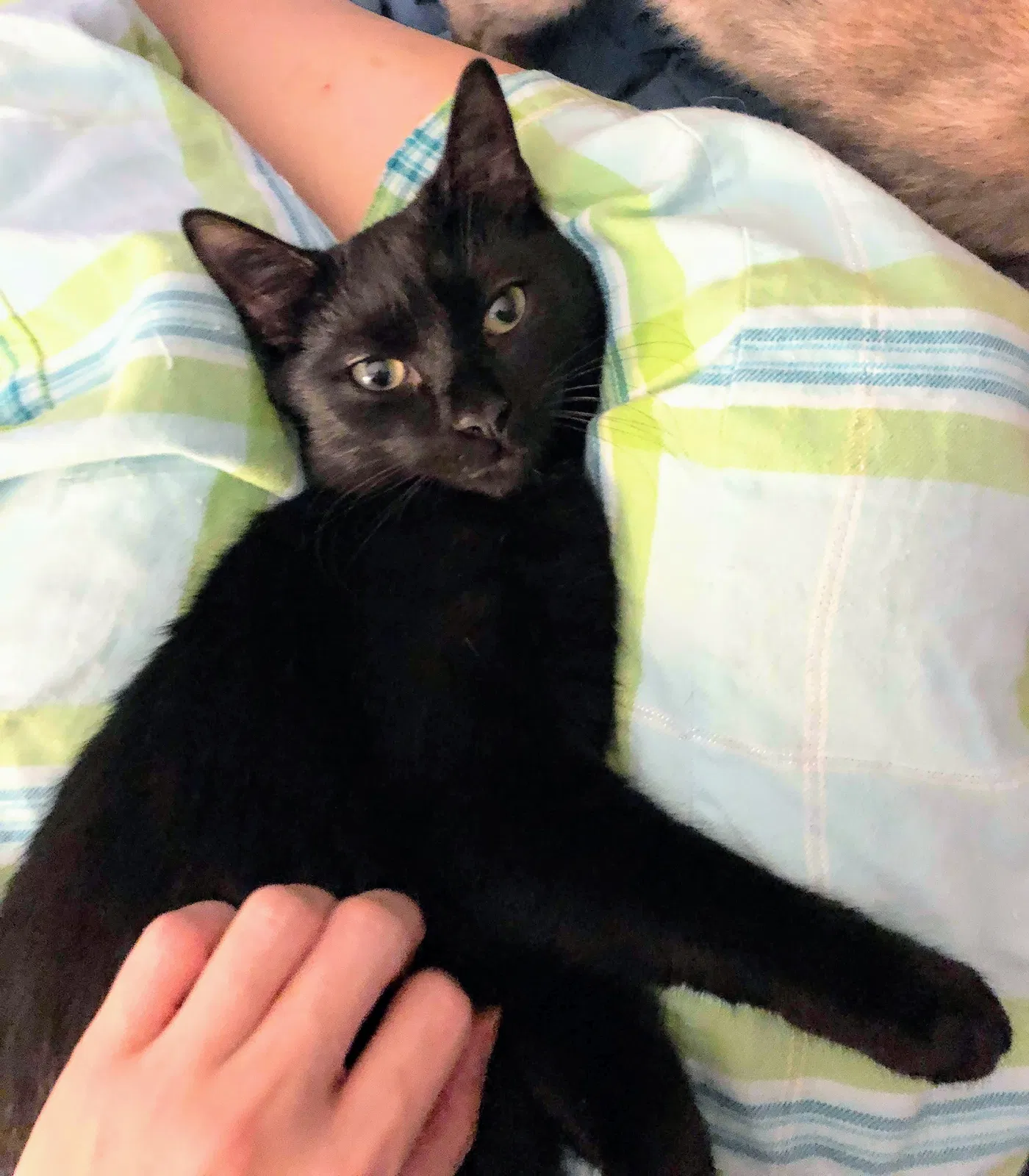 Lost cat in Oceanside, CA, 92057