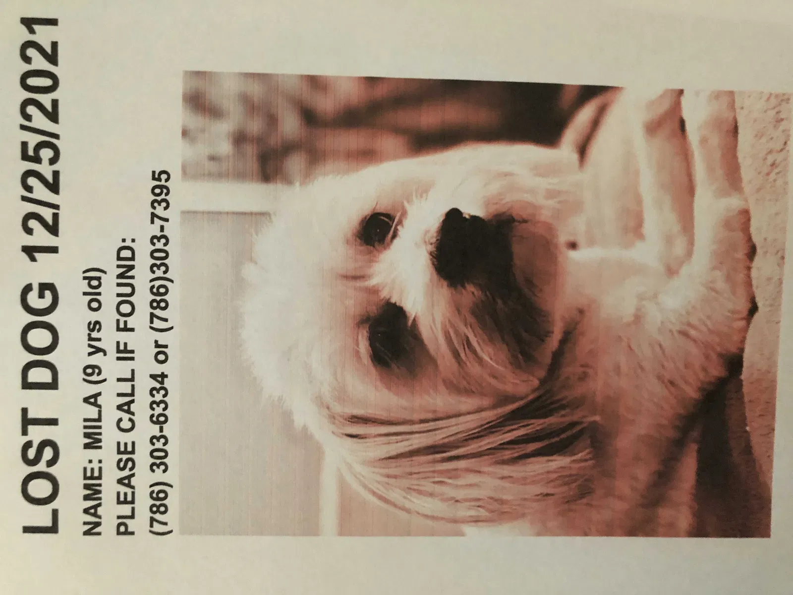 Lost dog in Miami, FL, 33179