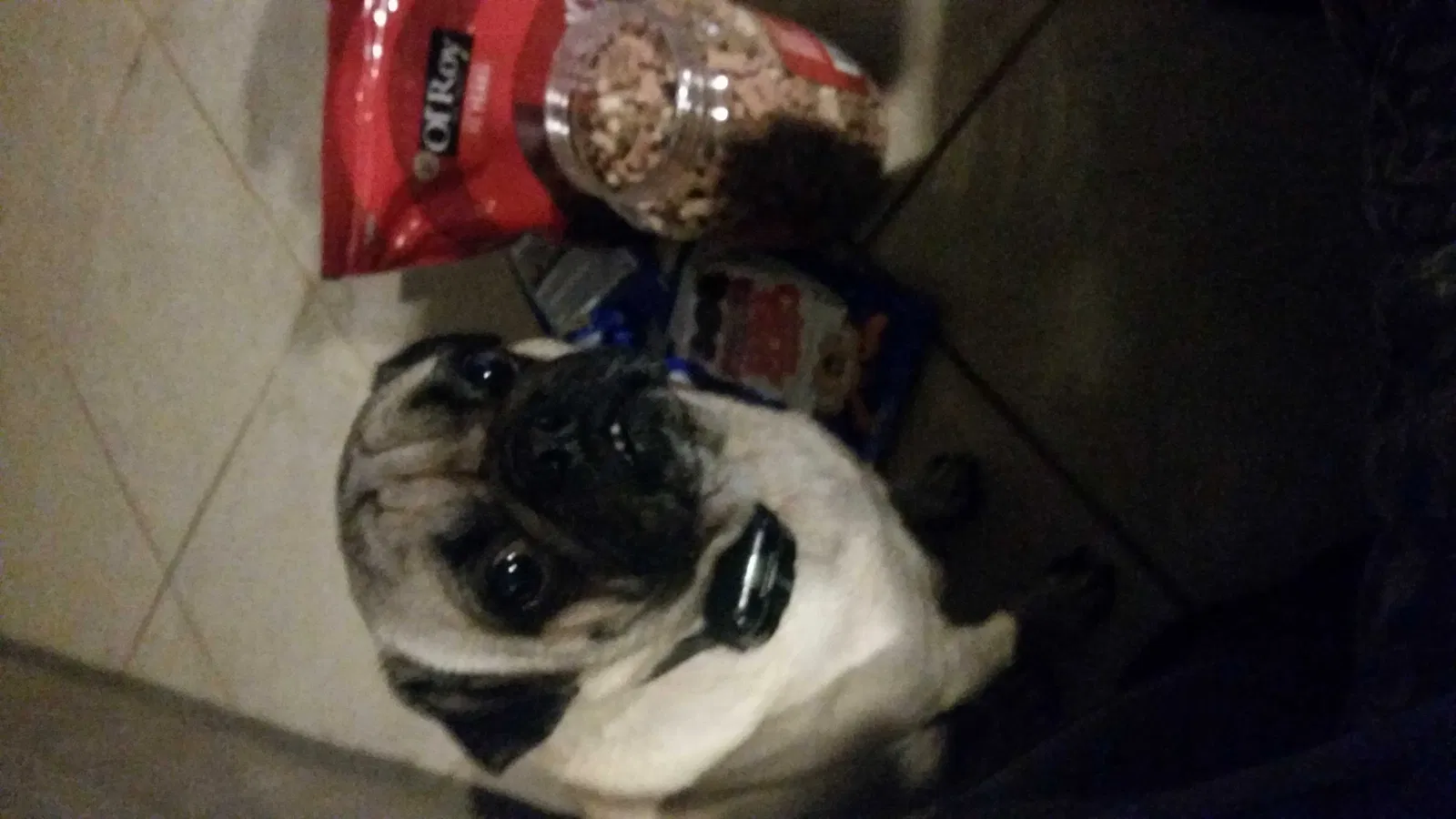 Lost dog in Robstown, TX, 78380