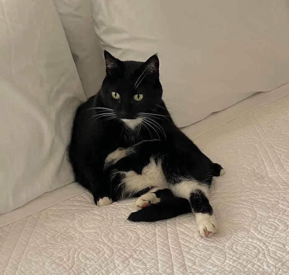 Lost cat in Abilene, TX, 79602