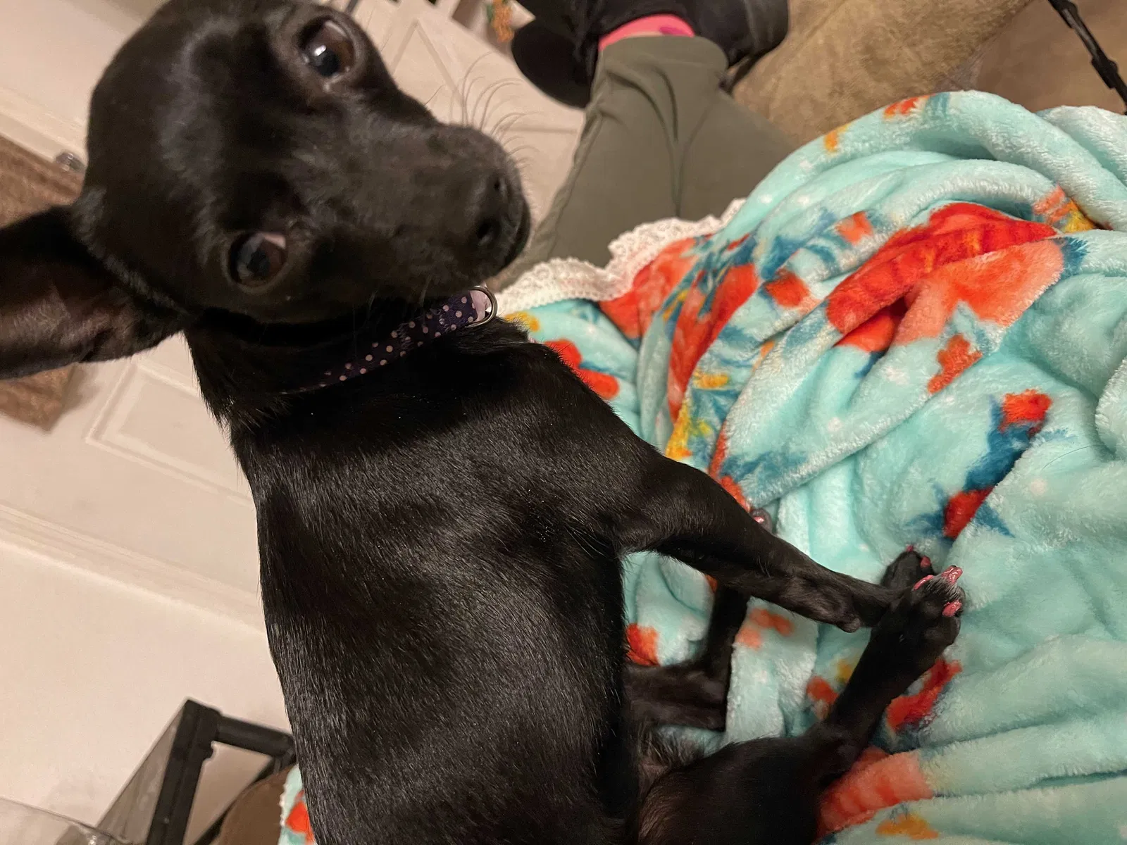 Lost dog in Deming, NM, 88030