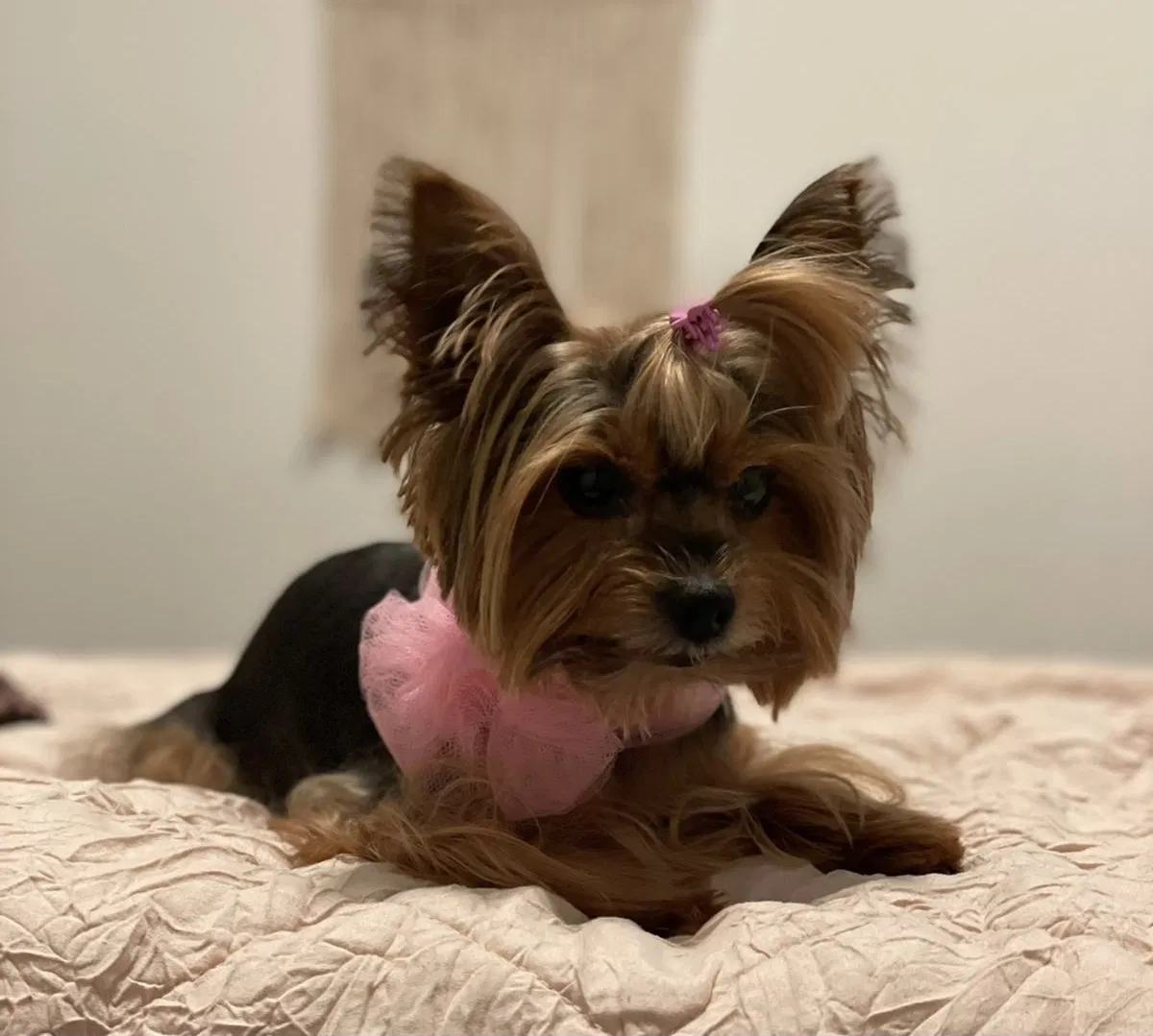 Lost dog in Mckinney, TX, 75070
