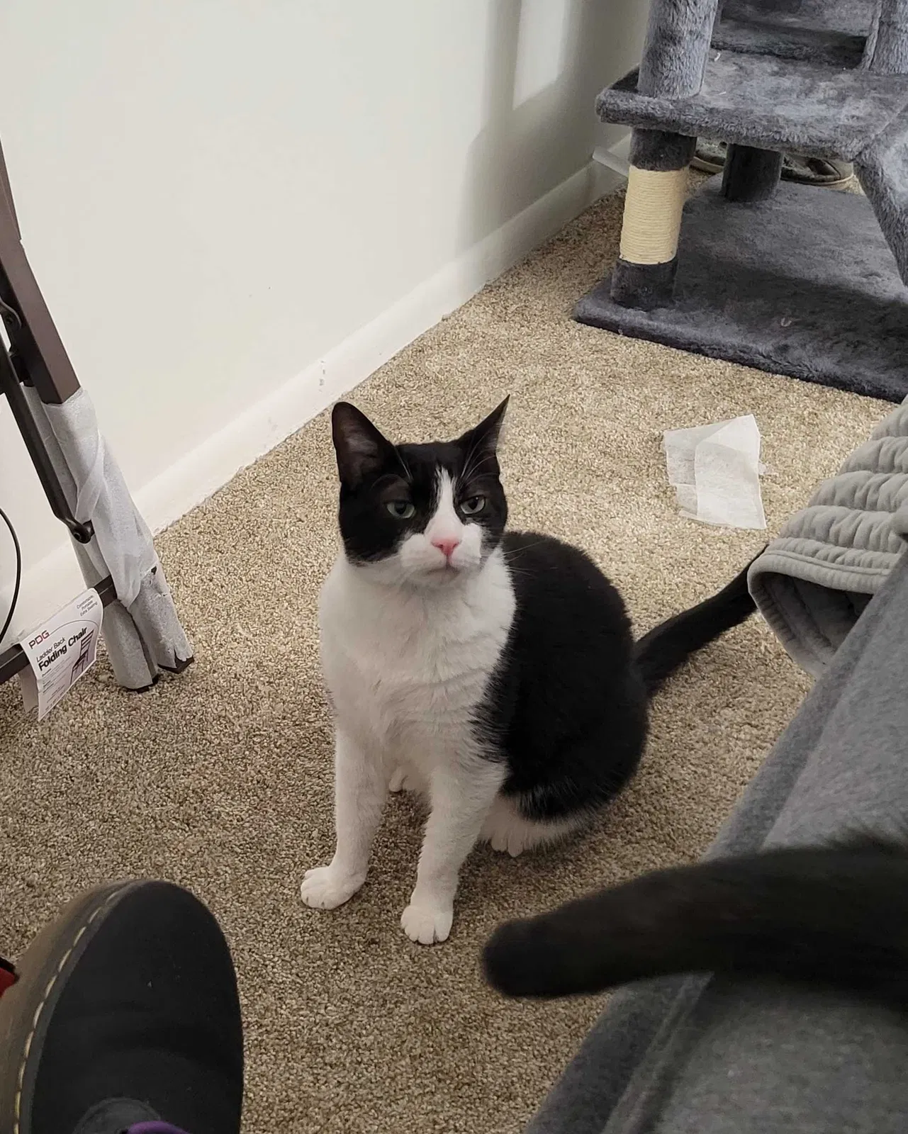 Lost cat in Lombard, IL, 60148