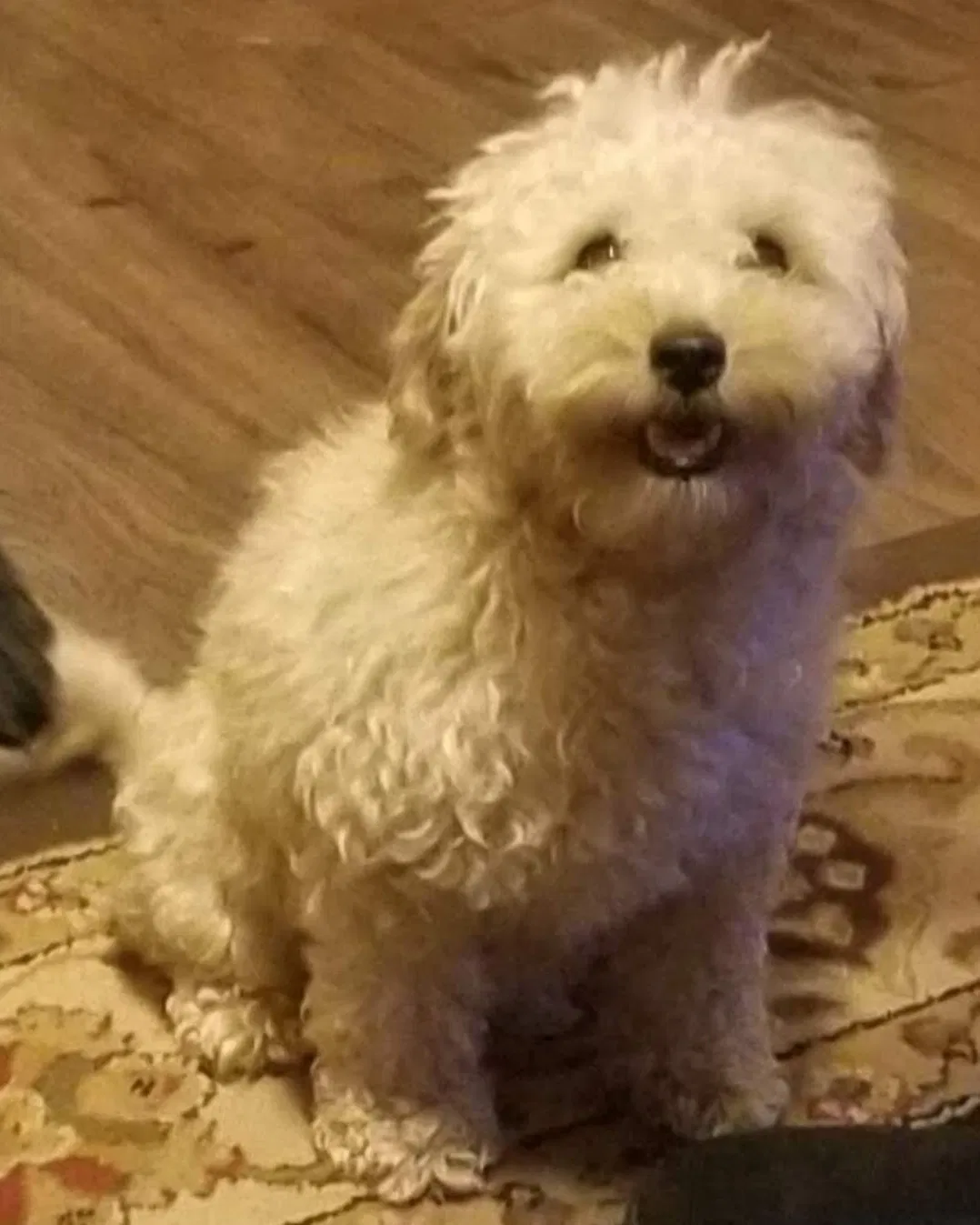 Lost dog in Charlotte, NC, 28214