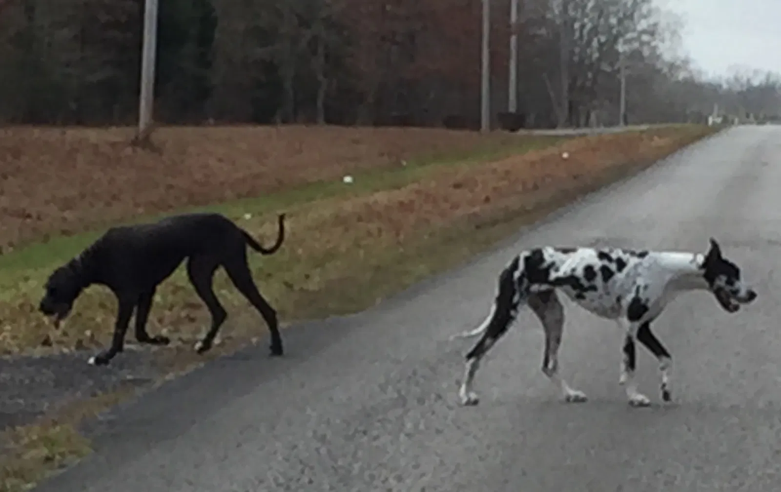 Found dog in Estill Springs, TN, 37330