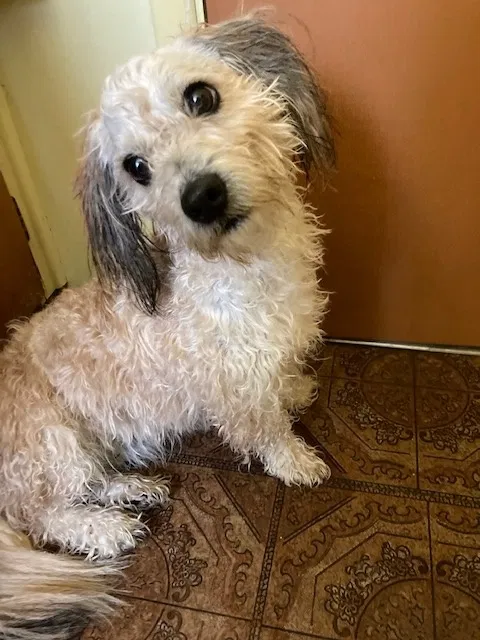 Found dog in Mesa, AZ, 85201