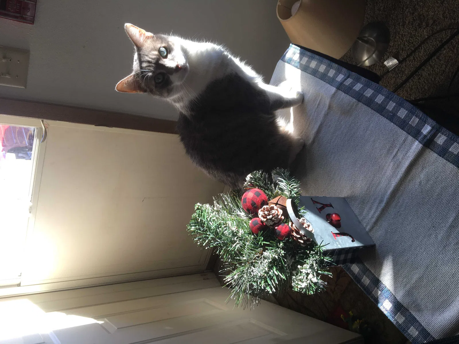 Lost cat in Mukwonago, WI, 53149