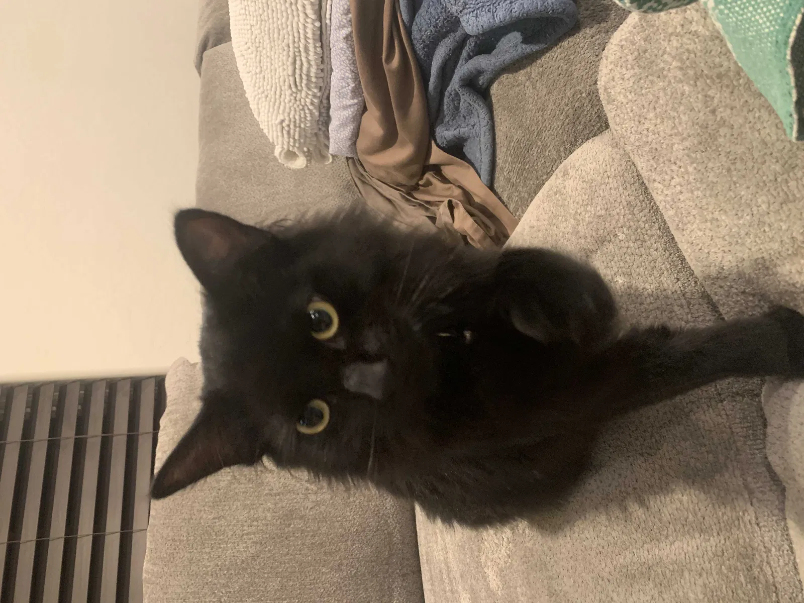 Lost cat in Phoenix, AZ, 85044