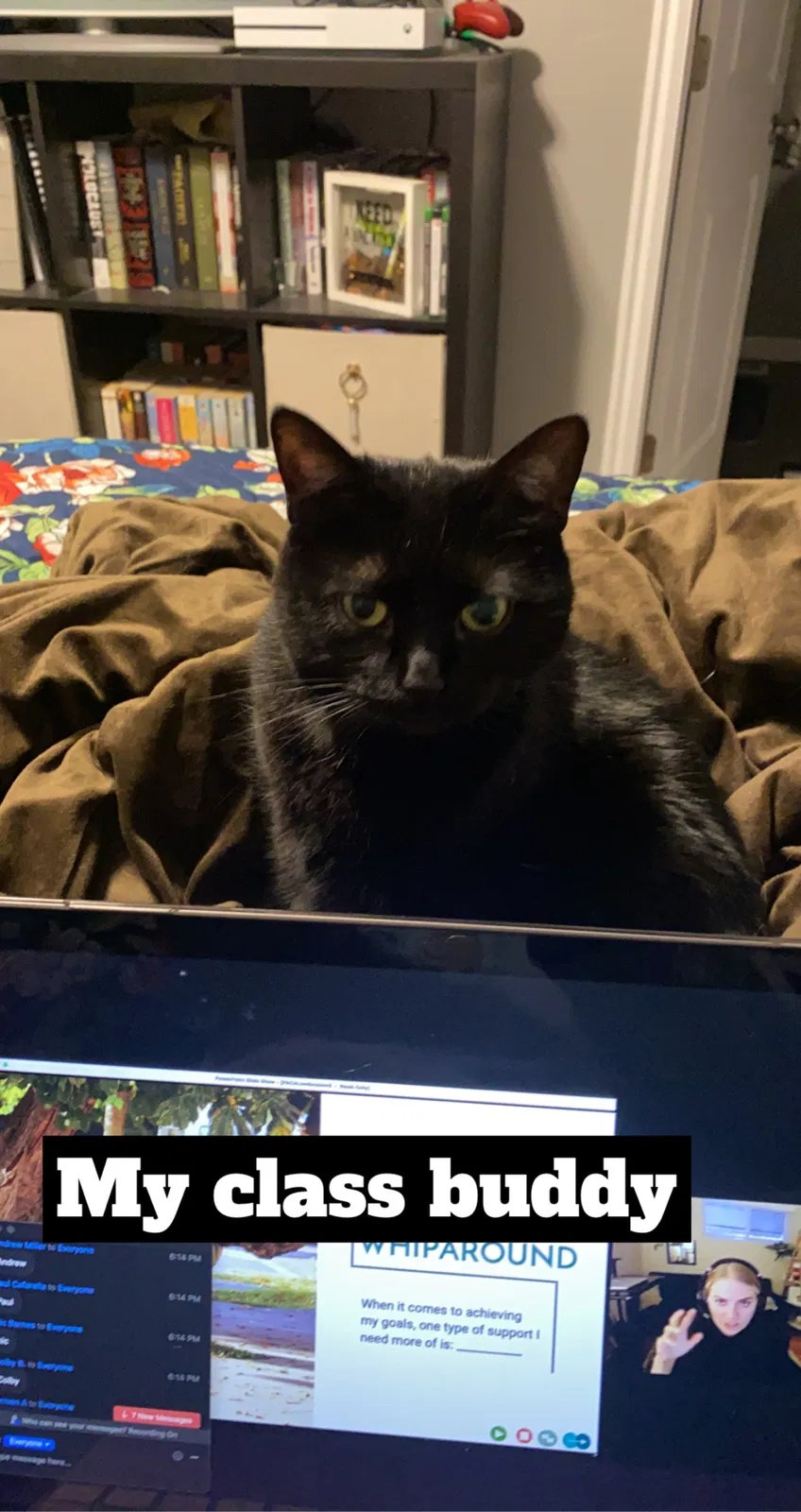 Lost cat in Clearfield, UT, 84015