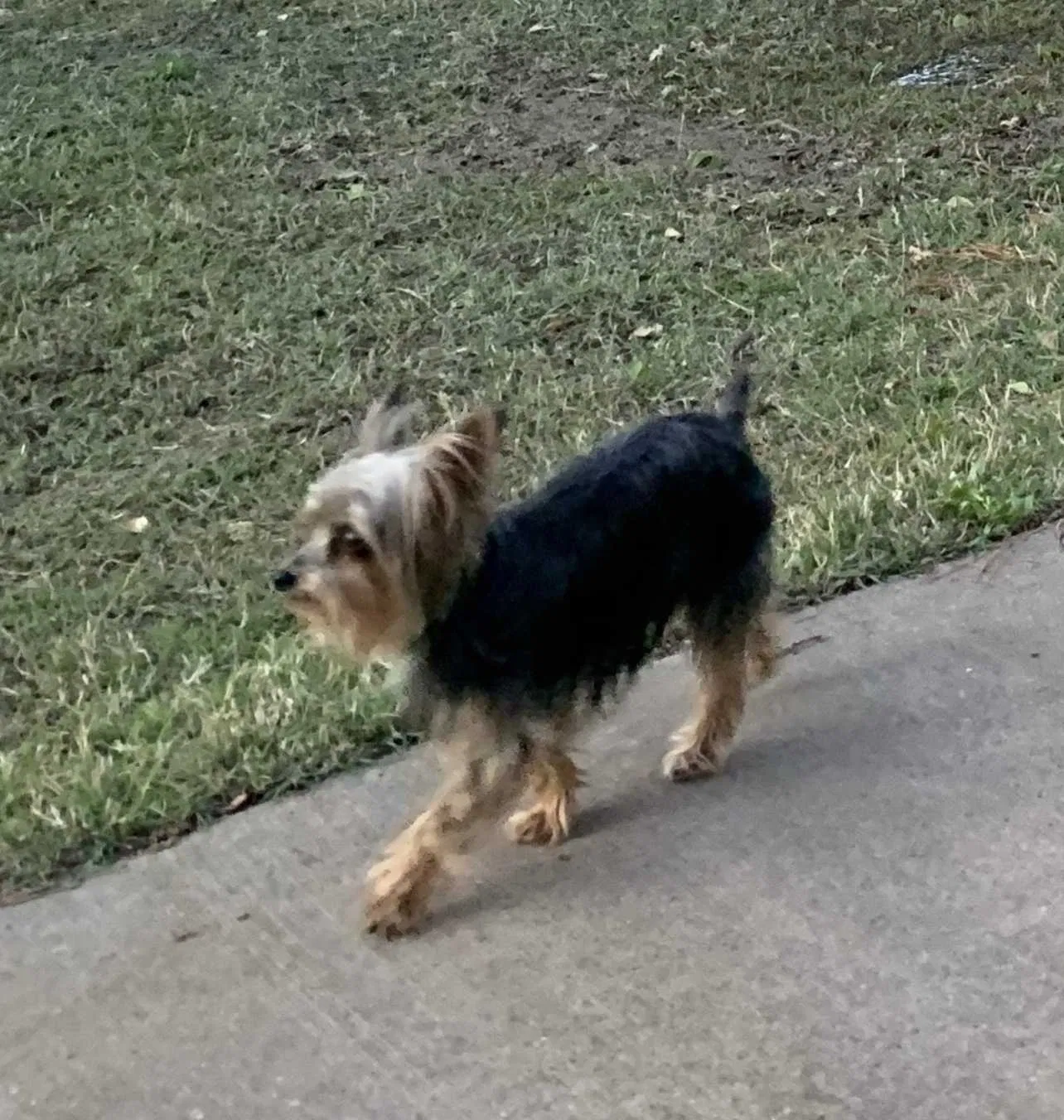 Lost dog in Oklahoma City, OK, 73110