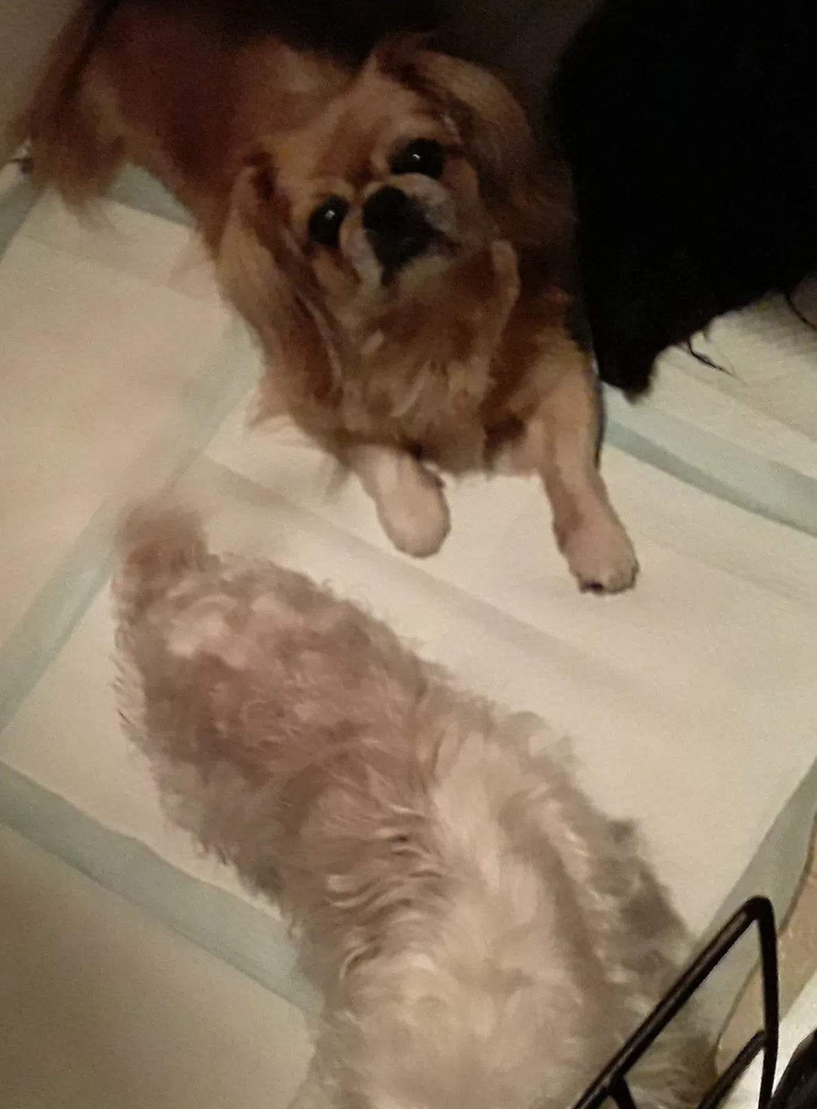 Lost dog in San Diego, CA, 92113