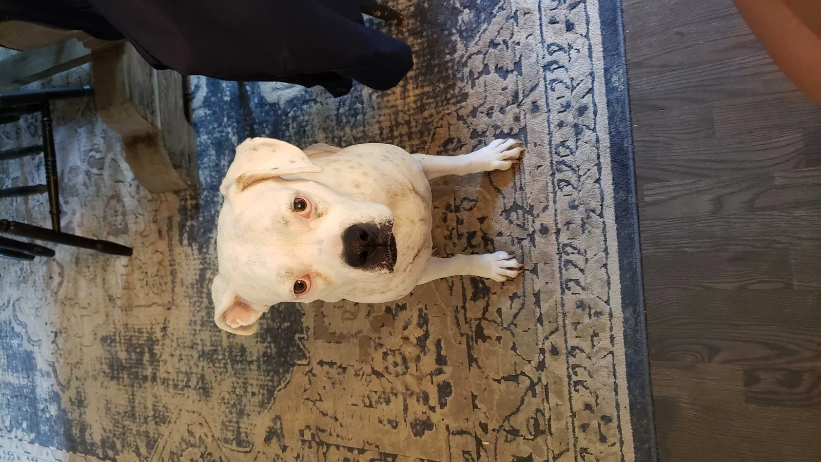 Lost dog in Clayton, NC, 27520