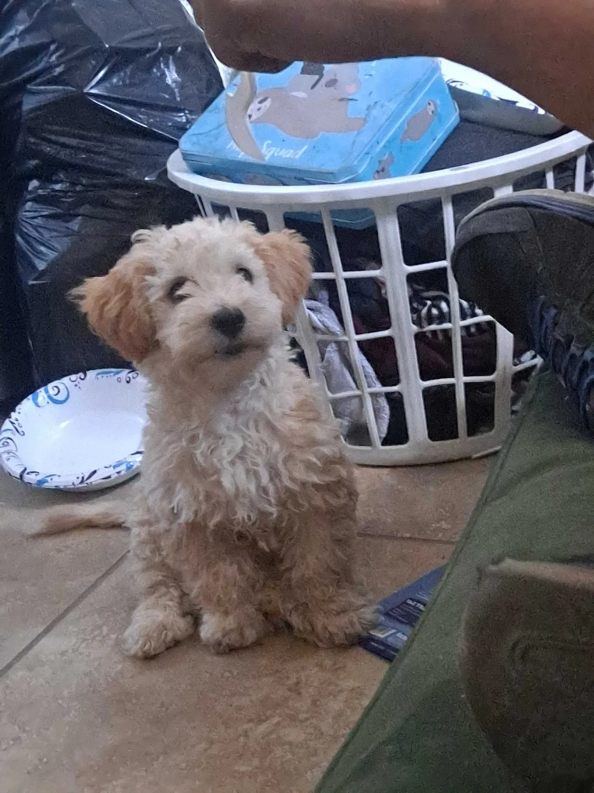 Lost dog in Palm Desert, CA, 92260