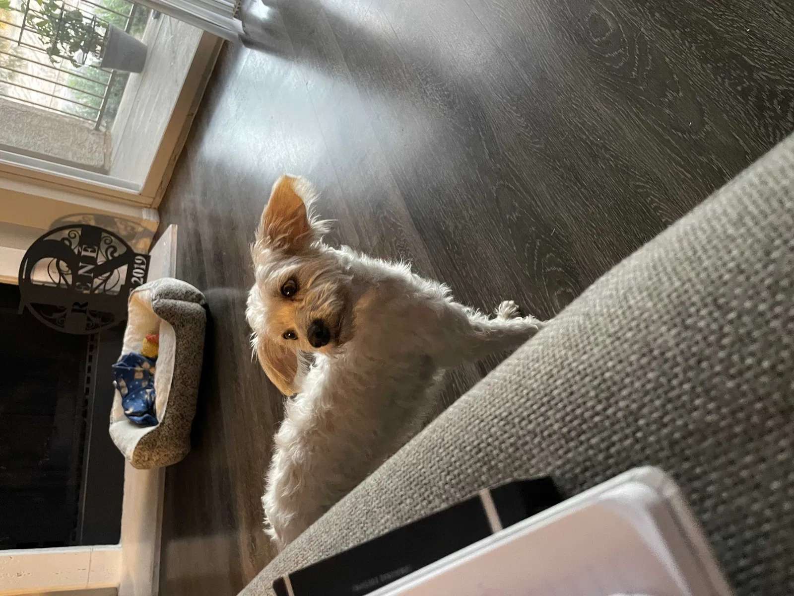 Lost dog in Phoenix, AZ, 85086