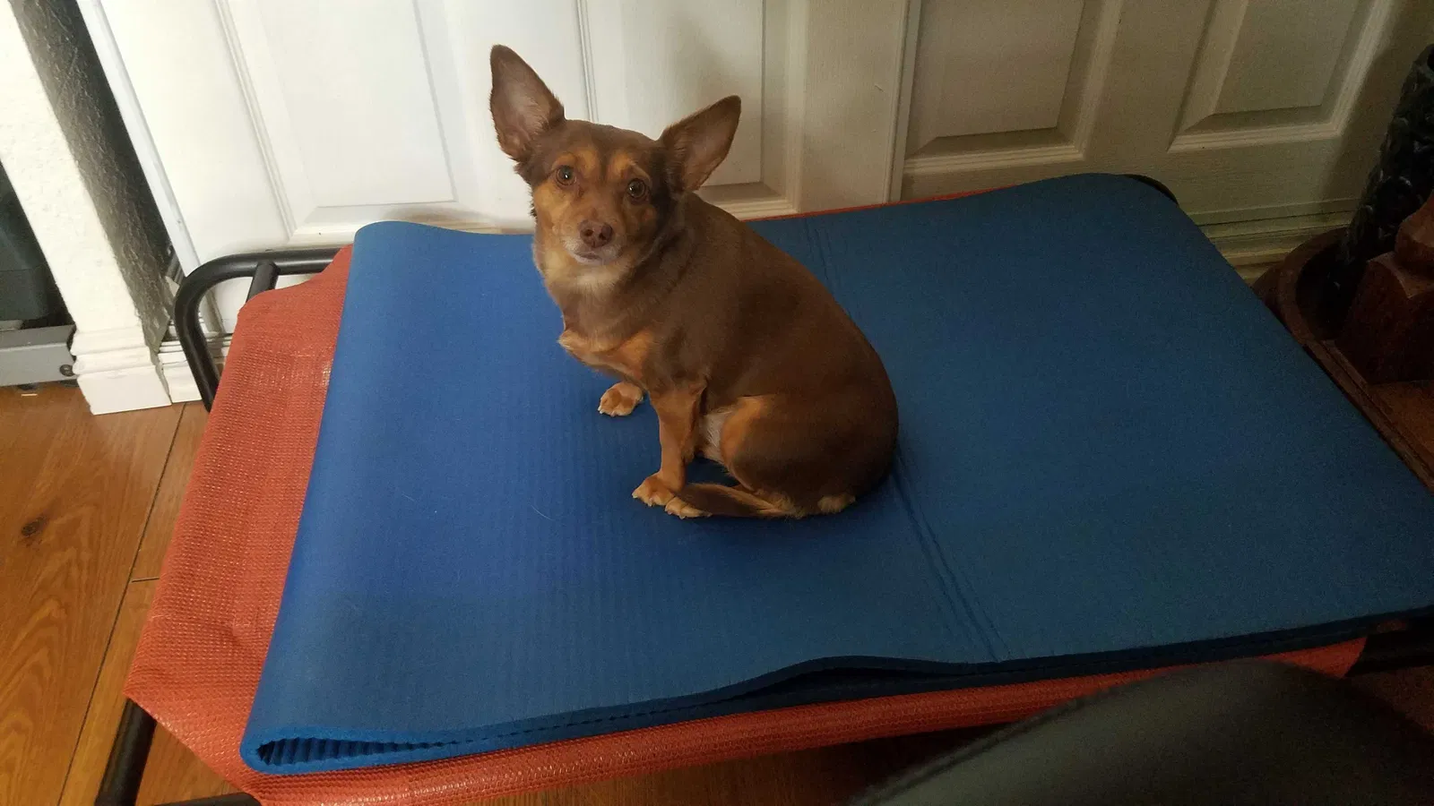 Lost dog in Las Vegas, NV, 89108