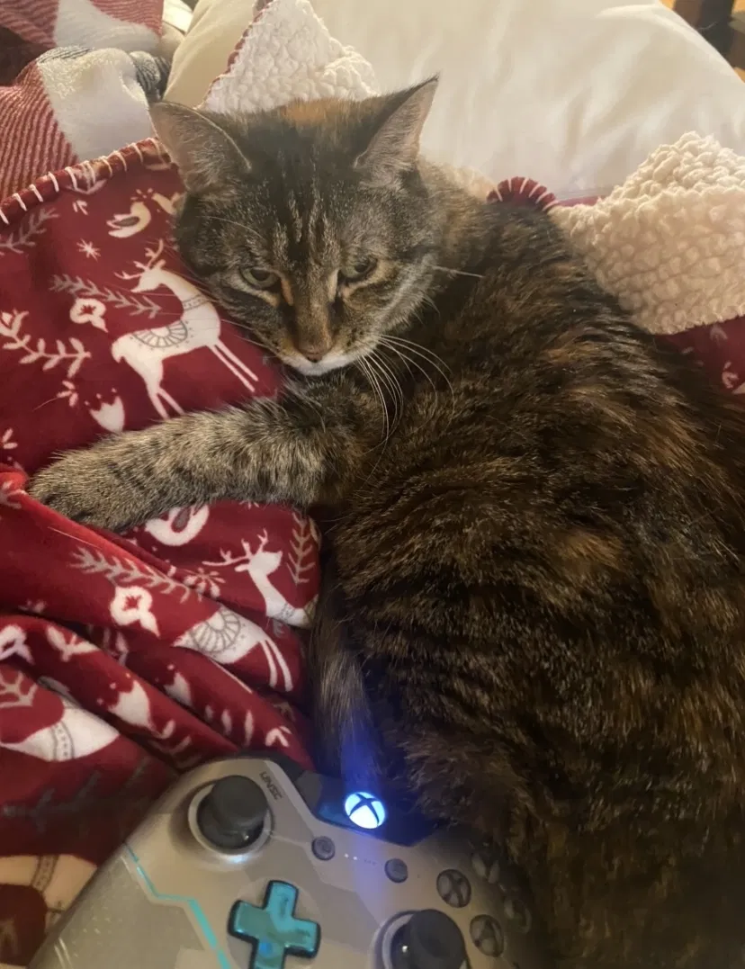 Lost cat in Waxhaw, NC, 28173