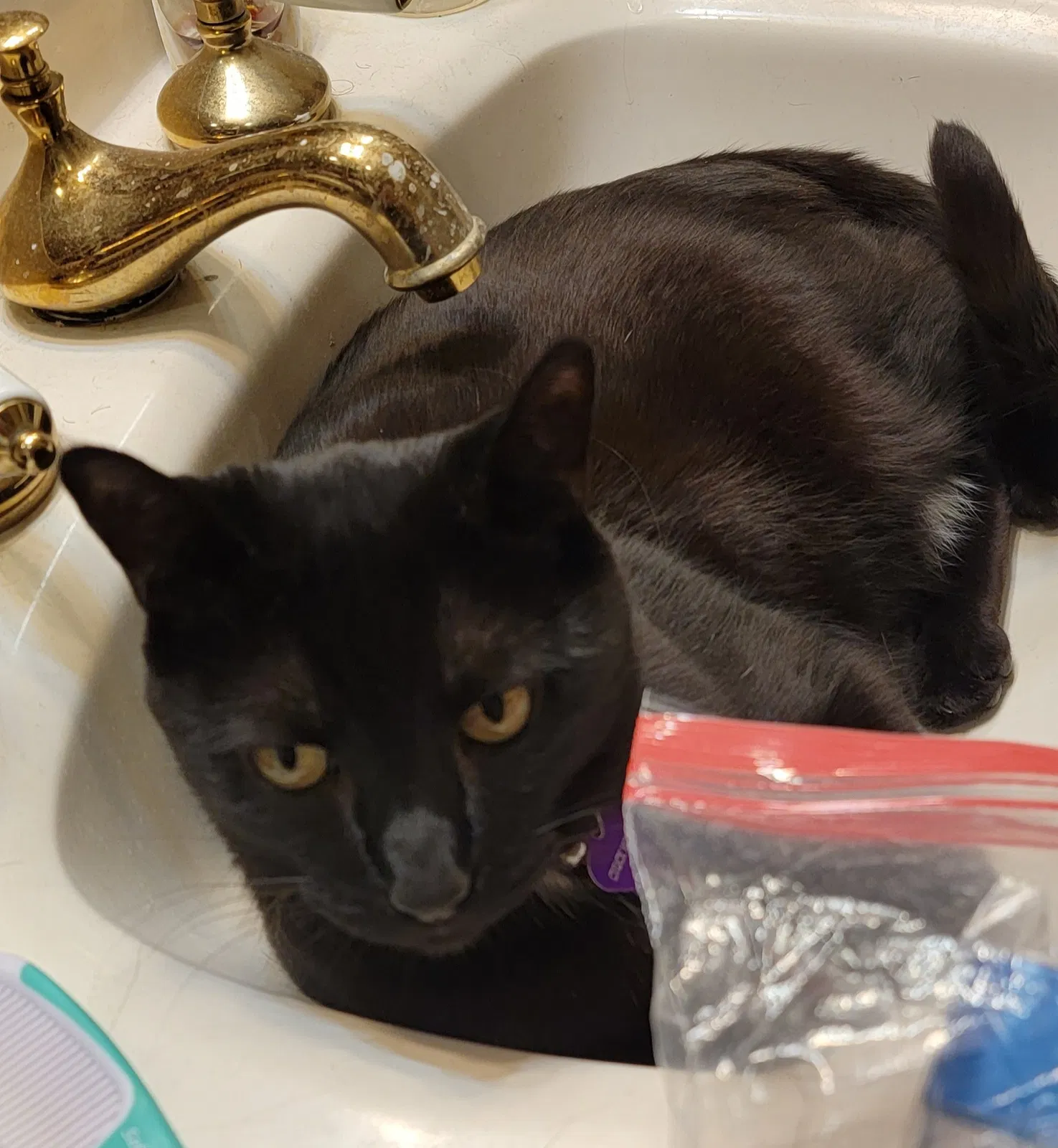 Lost cat in Rancho Cucamonga, CA, 91730