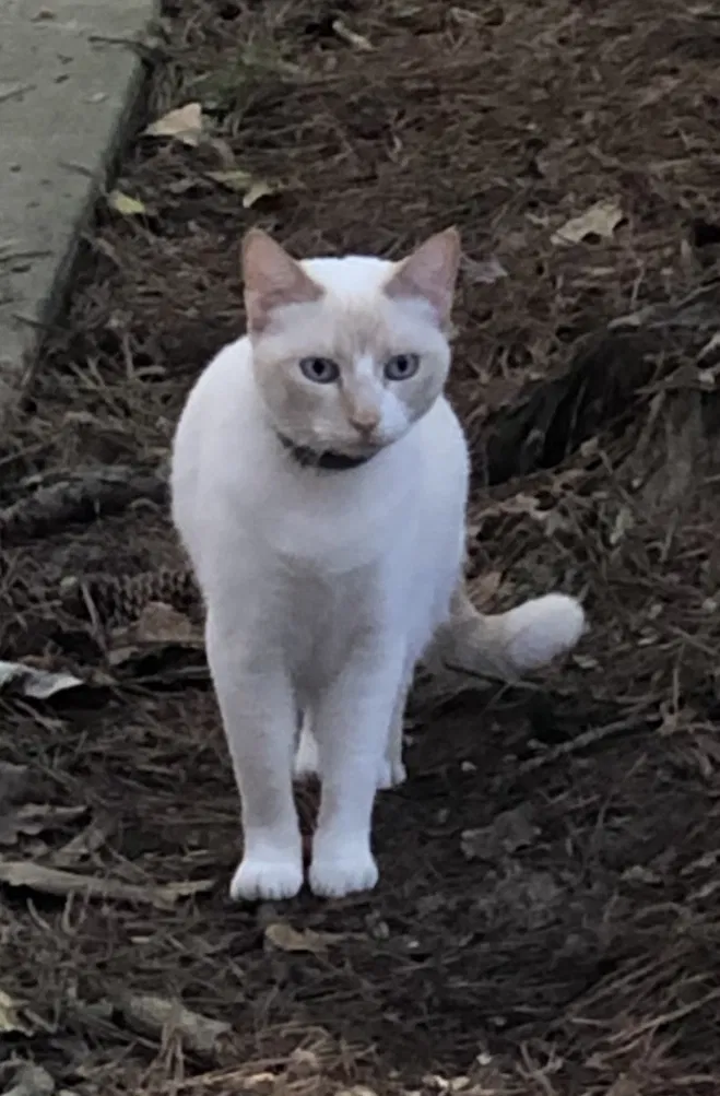 Lost cat in Spring, TX, 77381
