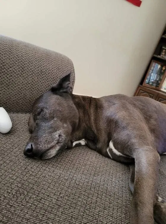 Lost dog in Palmdale, CA, 93550
