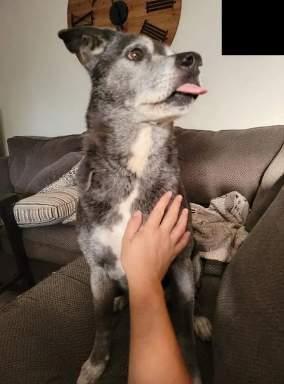 Lost dog in Palmdale, CA, 93550