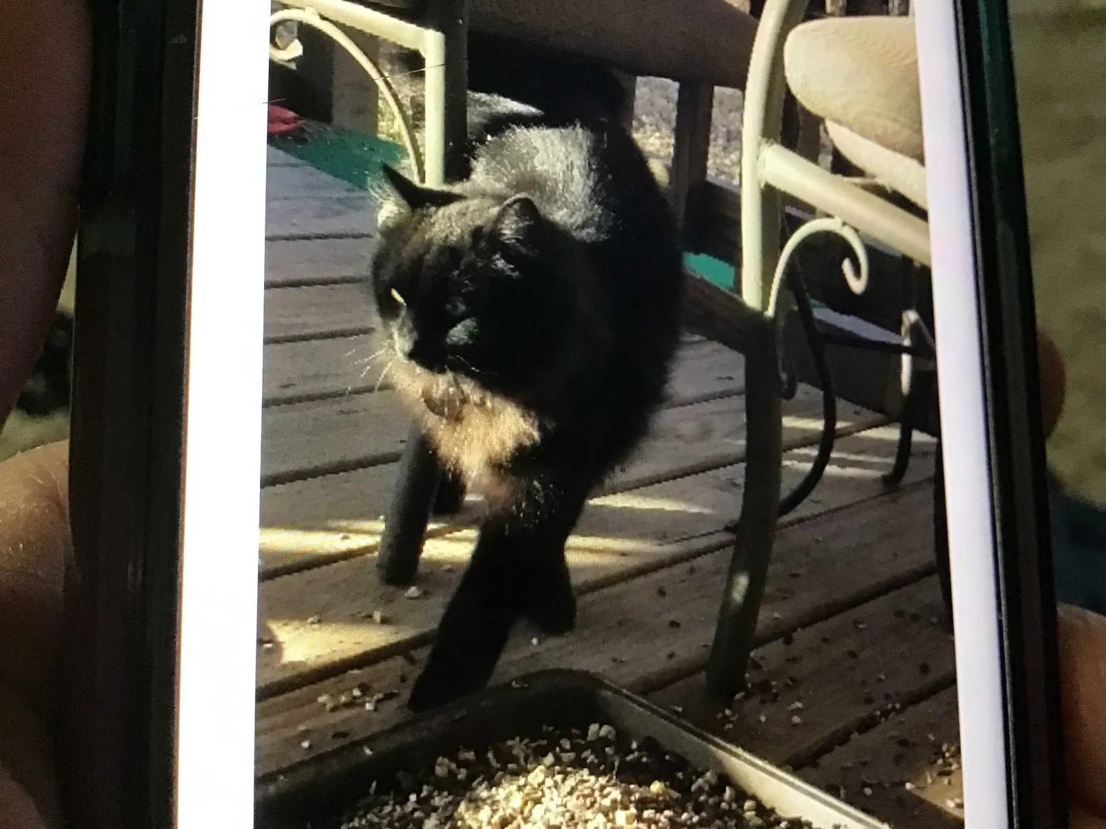 Found cat in Wichita, KS, 67207