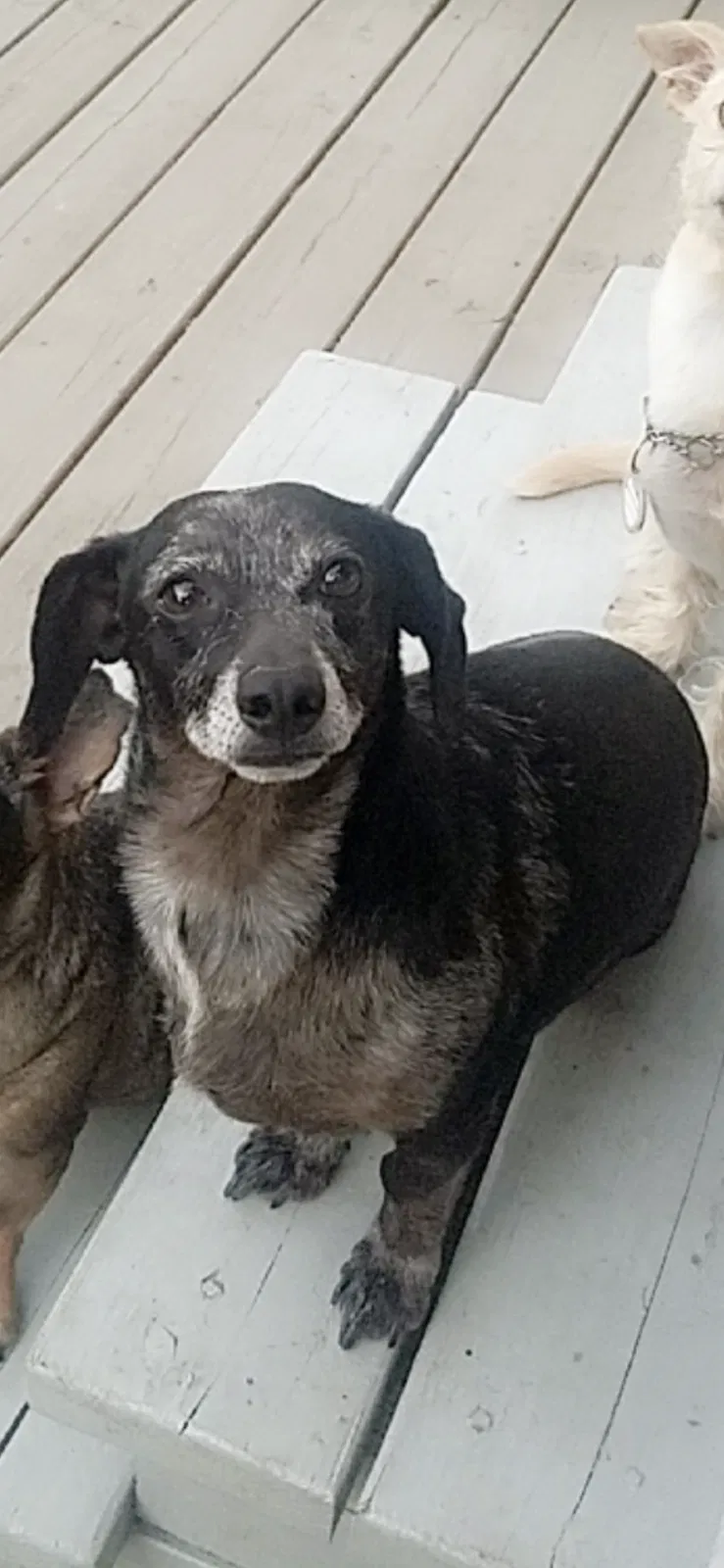 Lost dog in Kyle, TX, 78640