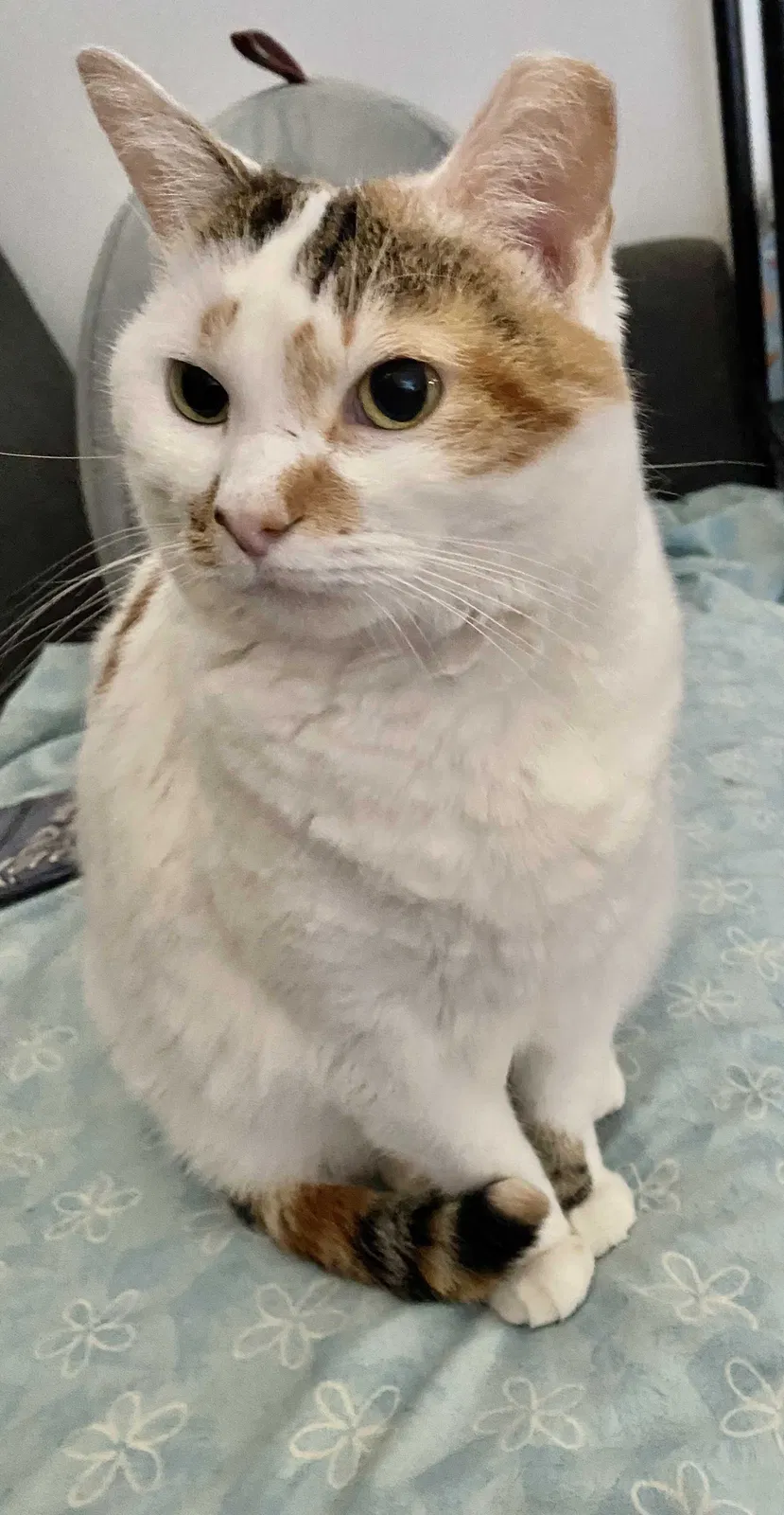 Lost cat in Nashville, TN, 37206