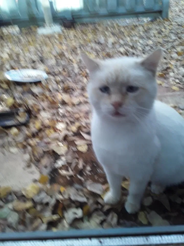 Found Cat
