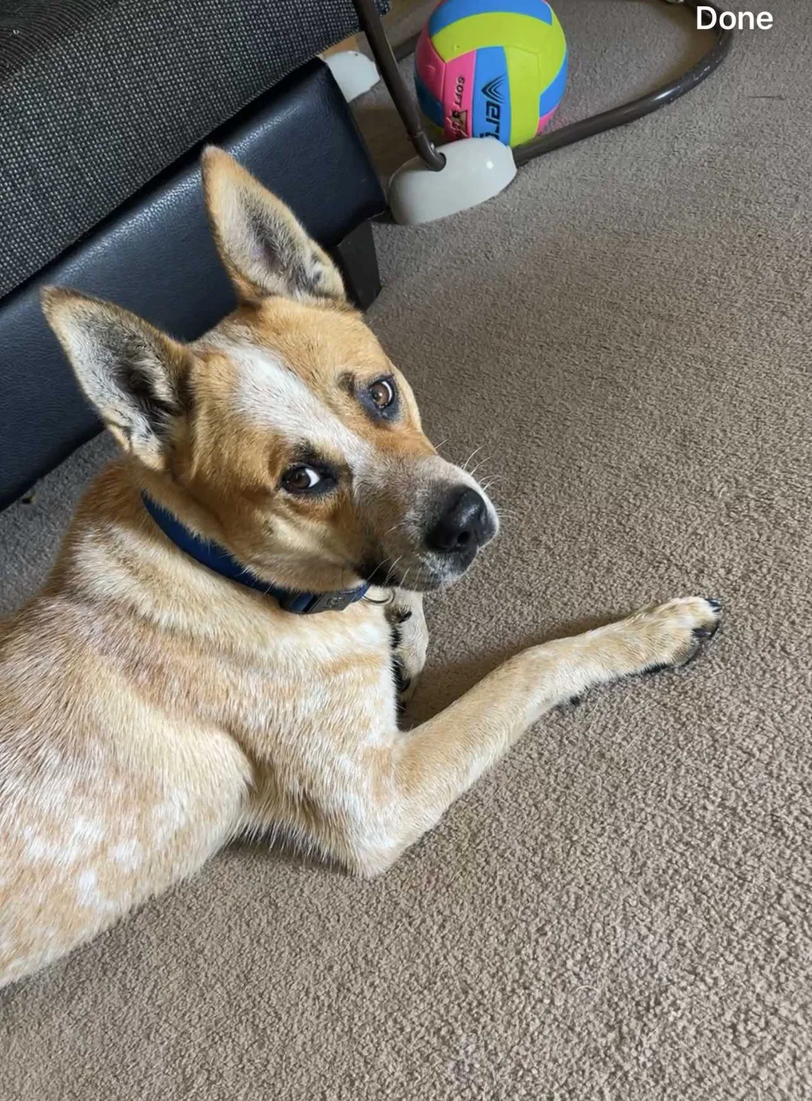 Lost dog in Newport, TN, 37821