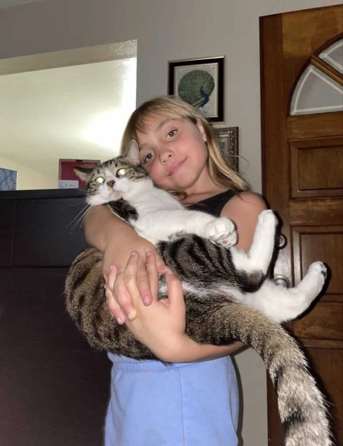 Lost cat in Huntington Beach, CA, 92648