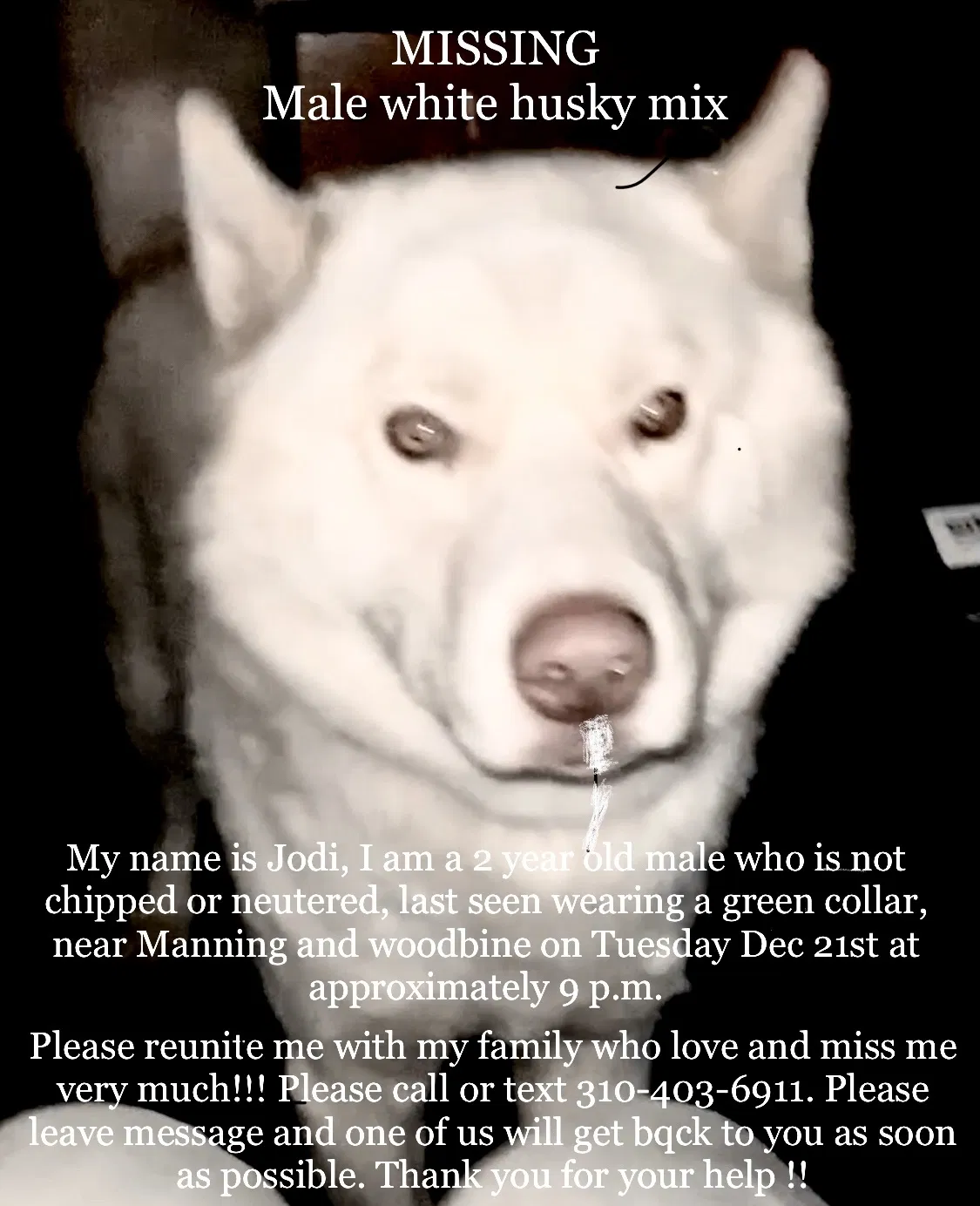 Lost dog in Los Angeles, CA, 90064