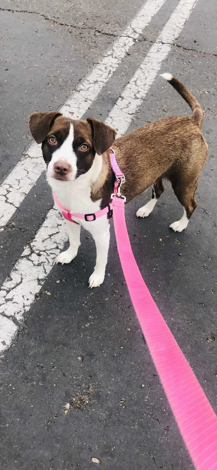 Lost dog in San Diego, CA, 92114