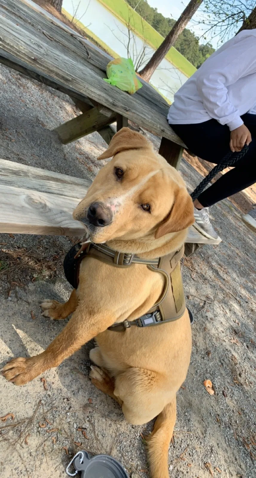 Lost dog in Meridian, MS, 39305