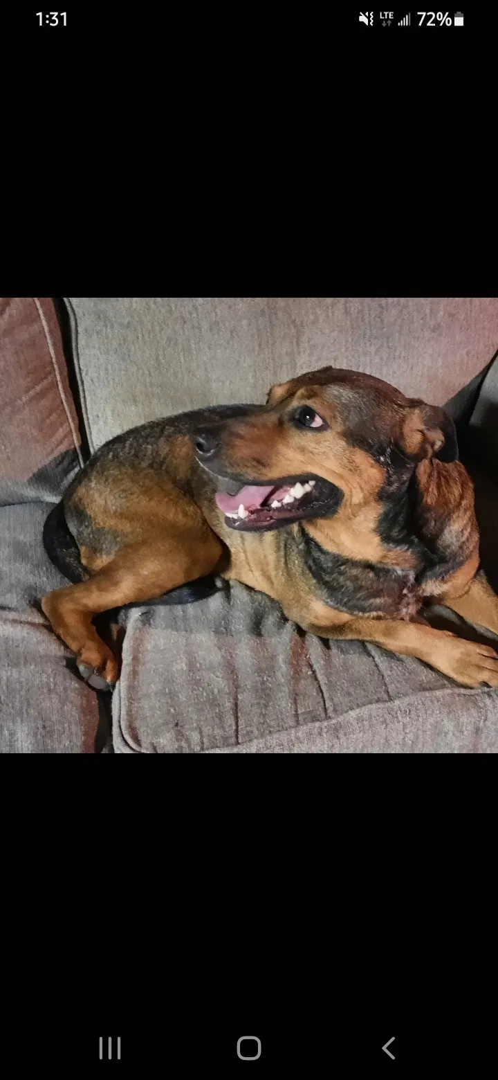 Found dog in Wichita, KS, 67208