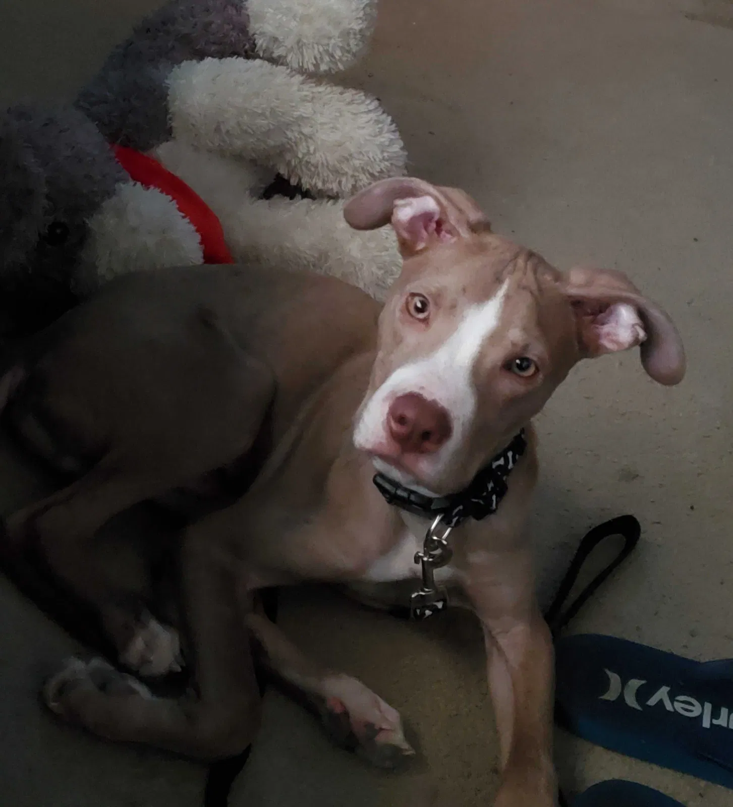 Lost dog in San Antonio, TX, 78224