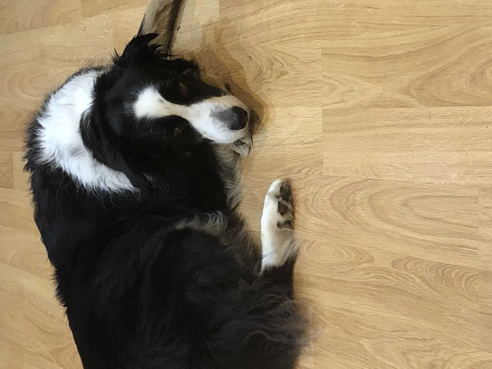 Lost dog in Dublin, OH, 43016