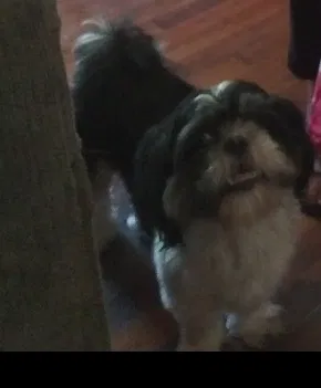 Lost dog in Fort Worth, TX, 76134